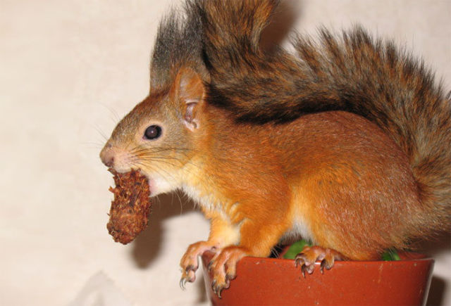 A Rescued Squirrel Becomes a Sweet House Pet