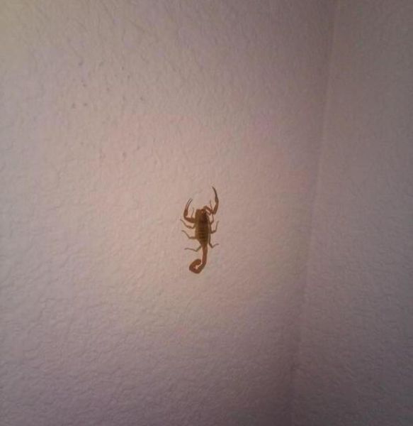 The Next Time You Have a Scorpion in Your House Just Try This