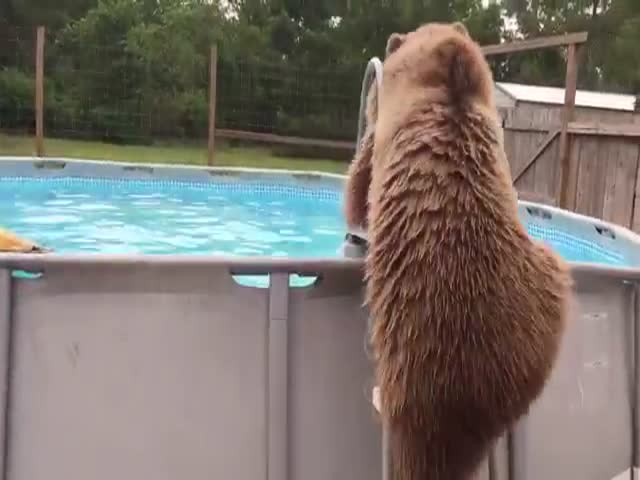 Bear Cooling Off In A Swimming Pool