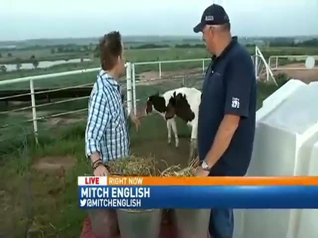 News Report Gets Bombed by Some Really Frisky Cows