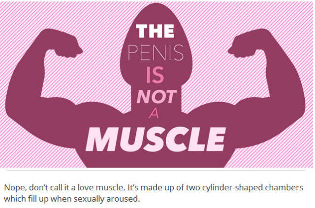 Things You Probably Didn’t Know about Penises in General