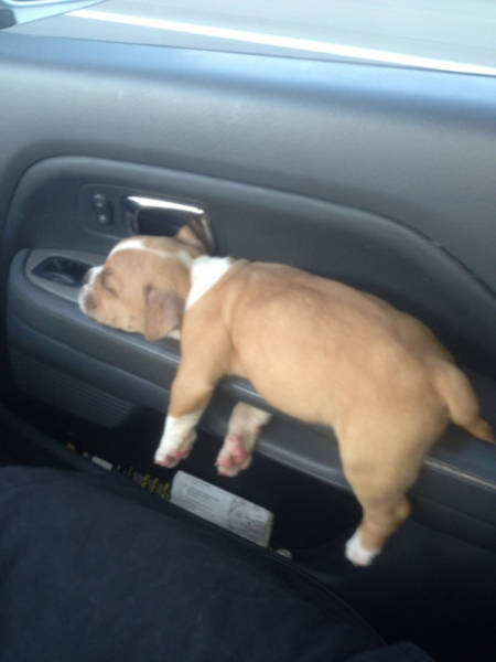 Dogs Can Sleep Anywhere and Everywhere