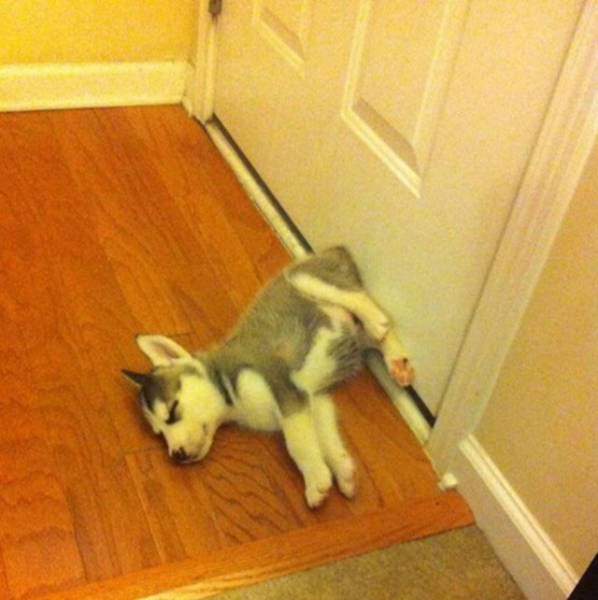 Dogs Can Sleep Anywhere and Everywhere