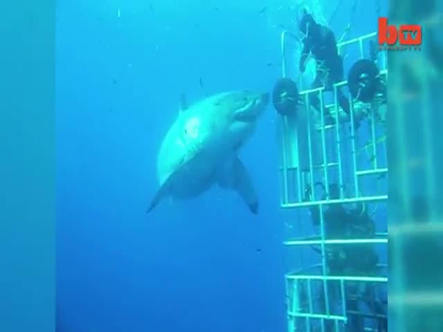 Unseen Footage Of The World's Biggest Great White Shark