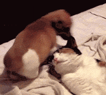 Ultimate Compilation Of The Funniest Gifs From Around The Web