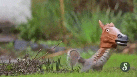 Ultimate Compilation Of The Funniest Gifs From Around The Web