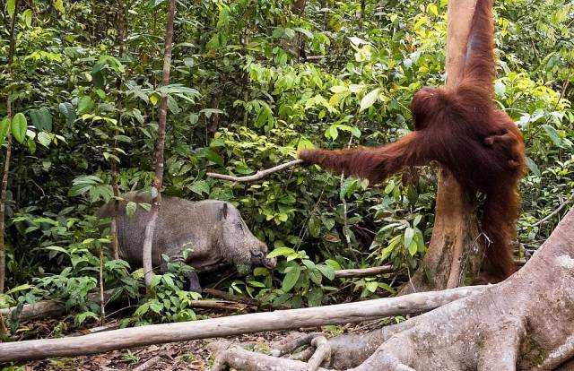 An Orangutan Fights Off A Boar Threatening Her Baby