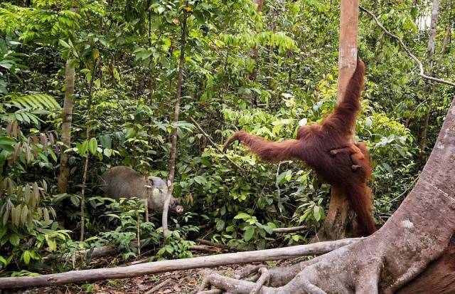 An Orangutan Fights Off A Boar Threatening Her Baby