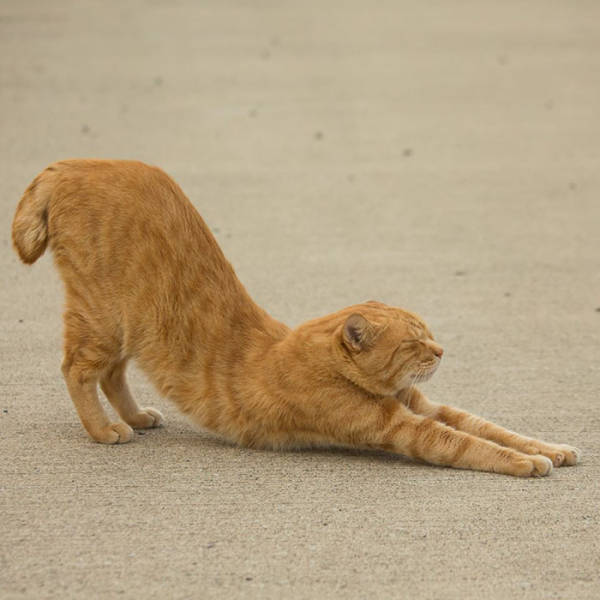 Cute Stray Cats Of Tokyo