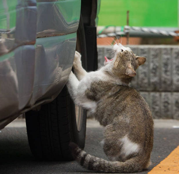 Cute Stray Cats Of Tokyo