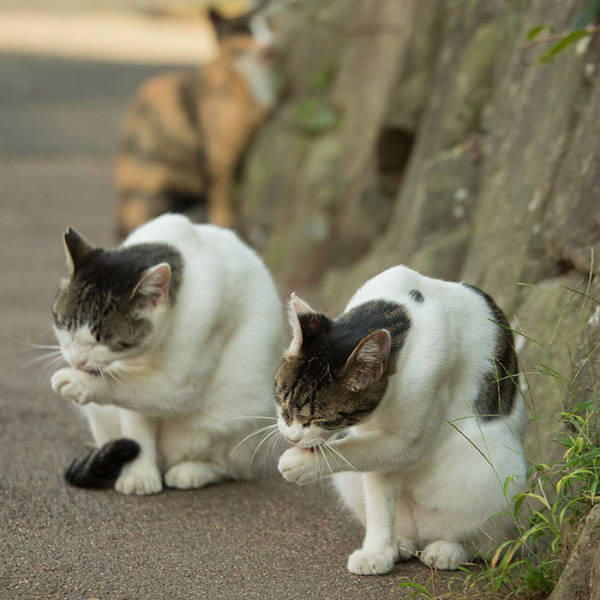 Cute Stray Cats Of Tokyo