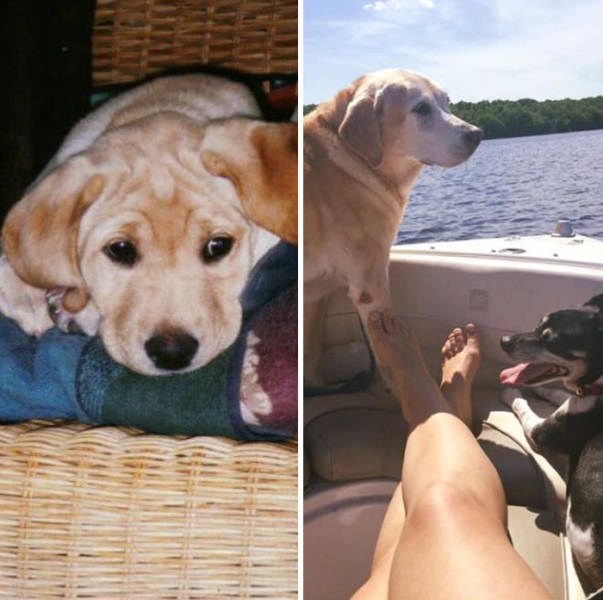 These First And Last Pics Of Pets Will Wanna Make You Cry