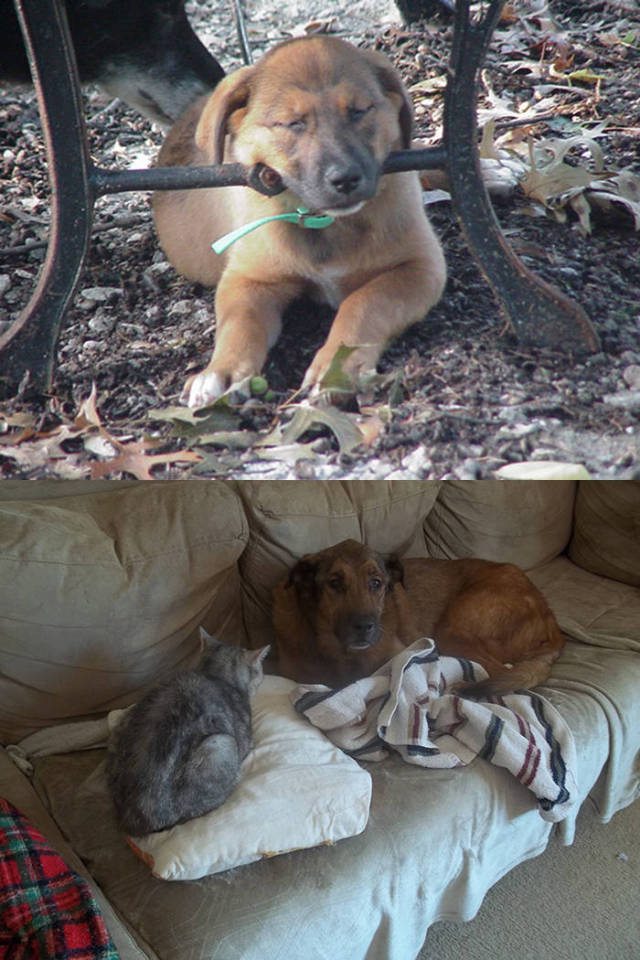 These First And Last Pics Of Pets Will Wanna Make You Cry