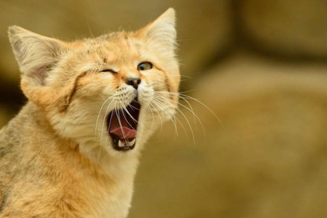 After 10 Years of Absence Arabian Sand Cat Is Back