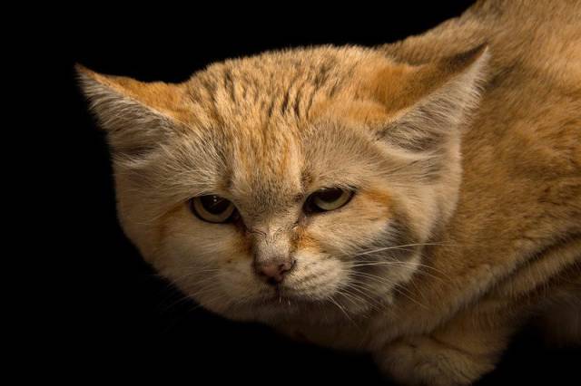 After 10 Years of Absence Arabian Sand Cat Is Back
