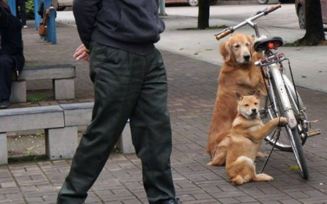 Beware Of Dogs On Guard Duty