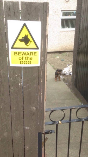 Beware Of Dogs On Guard Duty