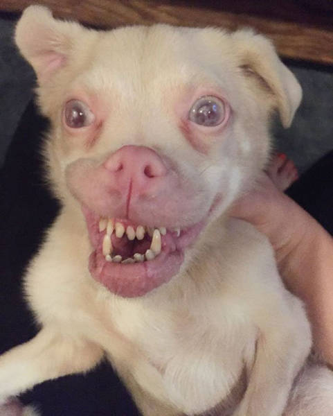 Ugly Bat-Dog Is Actually A True Cuteness Overload