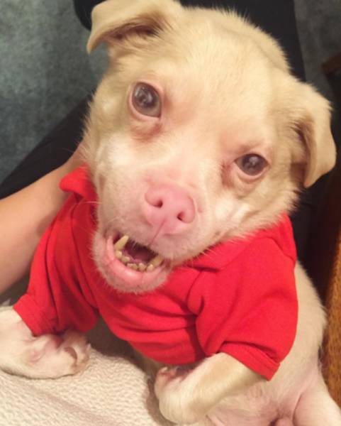 Ugly Bat-Dog Is Actually A True Cuteness Overload