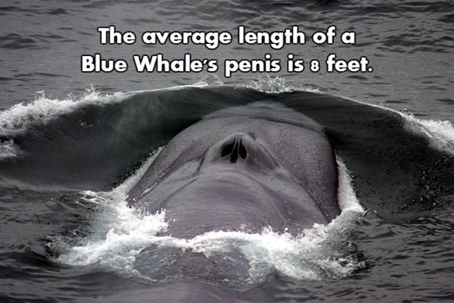 NSFW Facts That Will Blow You Away