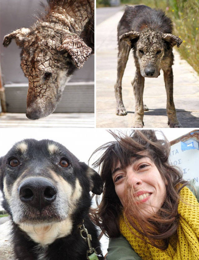 These Dogs Have Seen The Worst But Were Still Saved