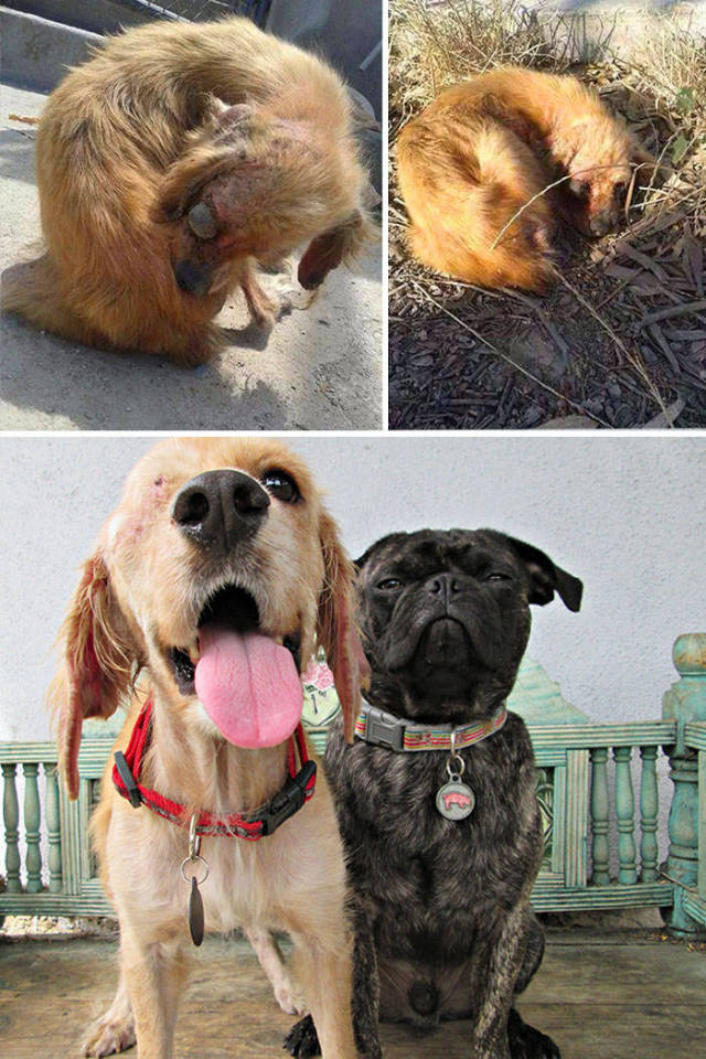 These Dogs Have Seen The Worst But Were Still Saved